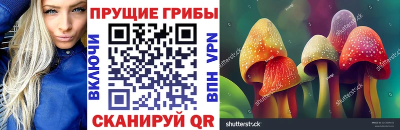 Купить закладки  Княгинино  Псилоцибиновые грибы Psilocybine cubensis 